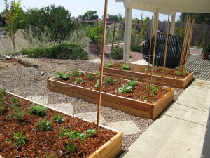 Veggie boxes being planted