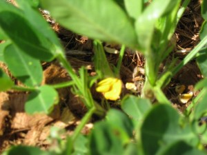 Peanut flowers