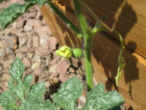 Baby watermelons