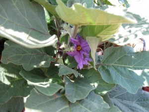 Eggplant Flowers