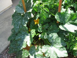 Zucchini flowers and squashes