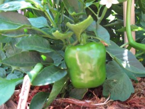 Golden Summer Bell Pepper