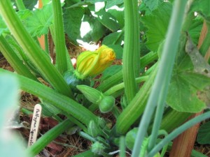 Pattypan Squash