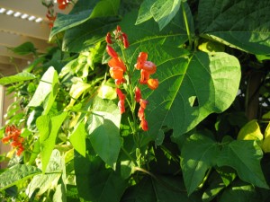Scarlet runner bean flowers