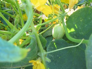 Lemon cucumbers. We're getting a ton of them.