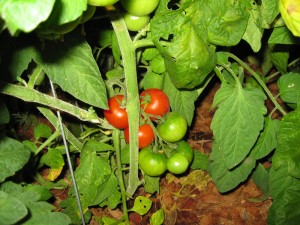 These stayed on the vine just long enough to get their photo taken.