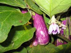 Fairytale eggplants. I picked 'em and made oven-fried eggplant. Mmm.