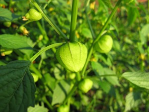 These were supposed to be purple tomatillos? We'll see.