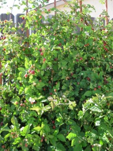 Boysenberries growing