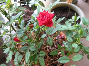 Miniature roses