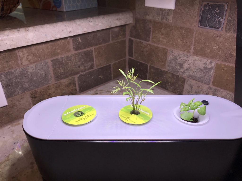 Parsley, dill, and basil sprouts in aerogarden