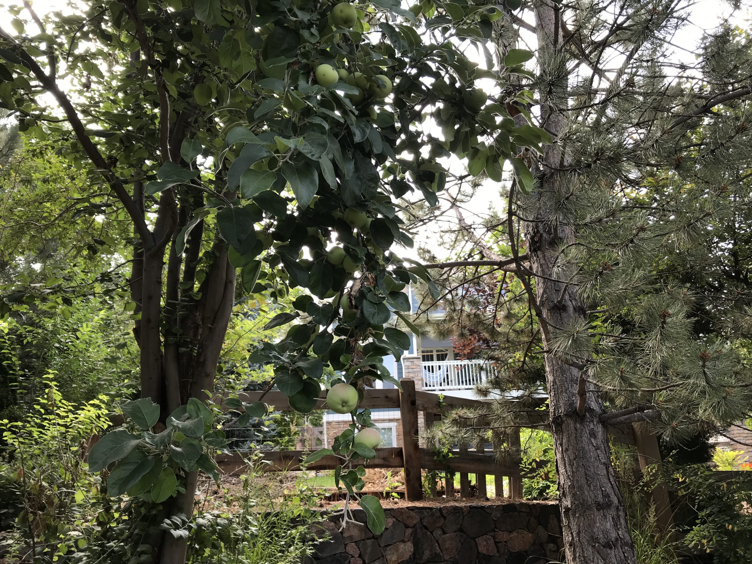 Apples growing on a tall apple tree